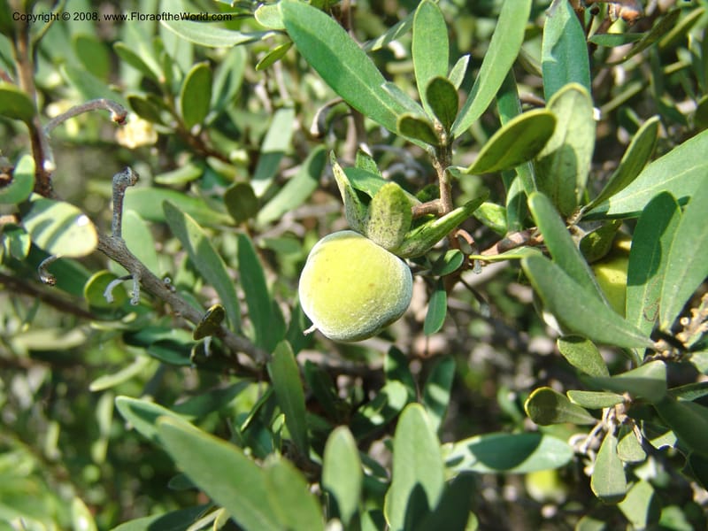 Diospyros dichrophylla--So.Africa. E. Cape. Moonstone Farm, Quanti Area, Stut. 8 Mch 05. 026.jpg
