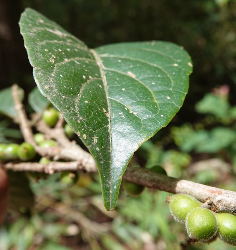 Aporosa dioica, D. Boufford 44137--China. Yunnan. Along G213. 4 May 2018. DSC02084 (46).JPG
