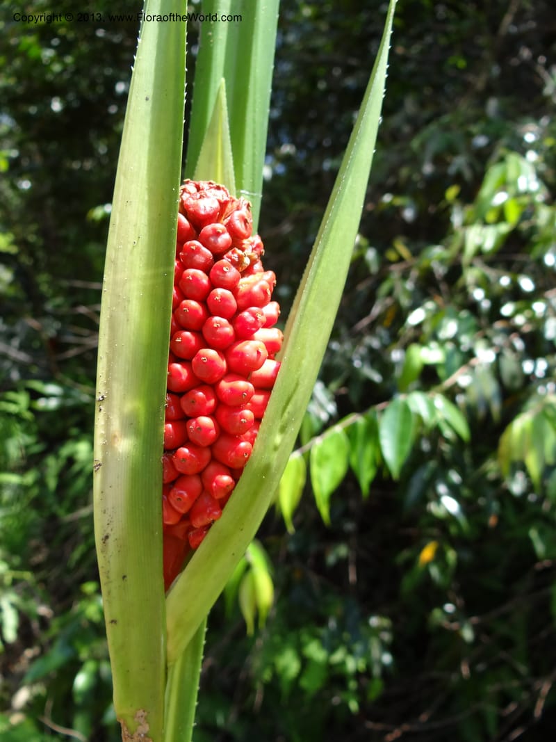 Pandanus pugnax, Callmander 1035--Malaysia, Sabah. Meliau Range. Ulu Tongod For. Res. 8 Apr 2012. DSC07780 (16).JPG