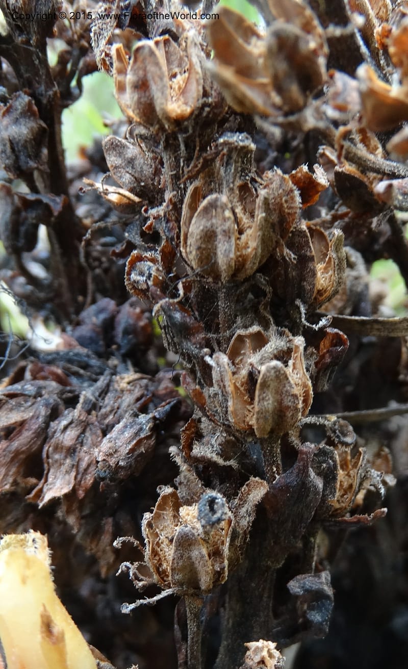 Monotropa hypopitys, Davidson, C 12626--ID. Idaho Co. S of Steamboat Summit. 5 Aug 2014. DSC00156 (214).JPG