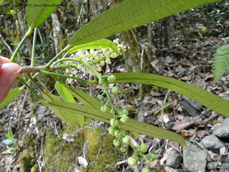 Codiaeum peltatum, M. Callmander 772--New Caledonia. Upper Tene River Valley. 19 Jan 2010. 783 (17).JPG