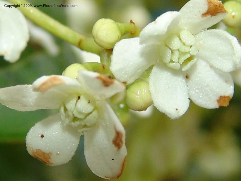 Nectandra, DNeill15748--Ecuador. Prov. Zamora Ch. Silica Mine, Las Orquideas. 15 Sep 07. 426.jpg