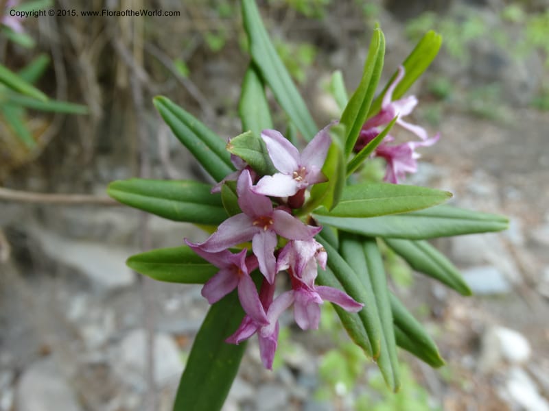 Daphne, Boufford, D 43616--China. Sichuan. ShaShiDuo. 8 May 2014. DSC04232 (32).JPG