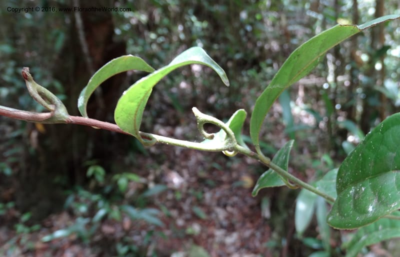 Artabotrys, Davidson, C 12924--Sabah. Kinabalu Nat. Park. Bundu Tuhan View Trail. 28 Mar 2015. DSC00951 (249).JPG