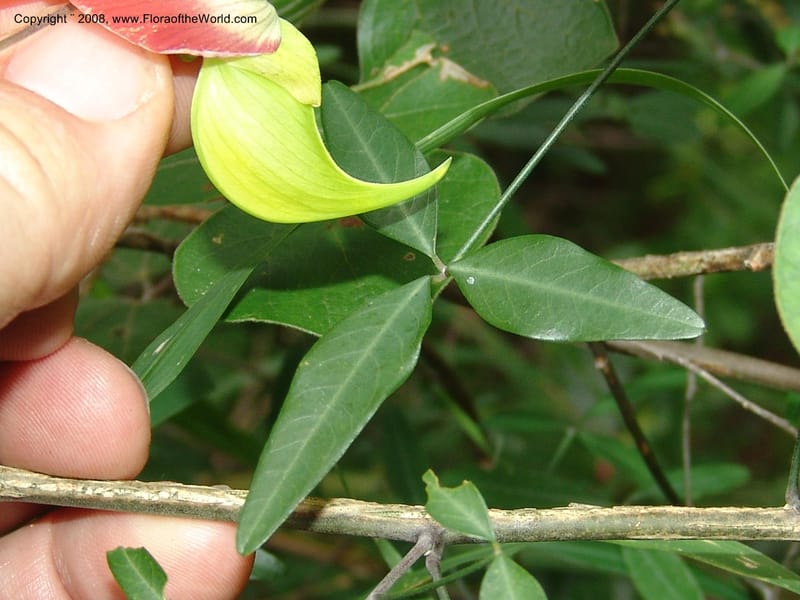 Crotalaria, not coll.--Madag. Prov. Fianar. Parc Nat. Isalo. 12 Jan 06. 312.jpg