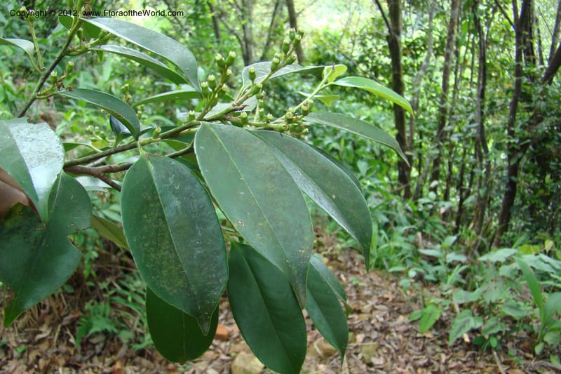 Symplocos, Regalado 1755--Viet Nam. Thua Thien Hue Prov. Phu Loc Distr. Bach Ma. 13 Apr 09. 476.jpg