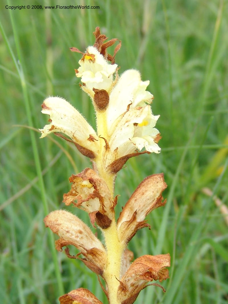 Orobanche--Georgia. Gori Upland, Gareji Steppe. Near salty lake. 9  Jun 05. 236.jpg