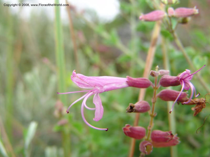Syncolostemon rotundifolius--So.Africa. E. Cape. Umtamvuna Nat. Res. 11 Mch 05. 060.jpg