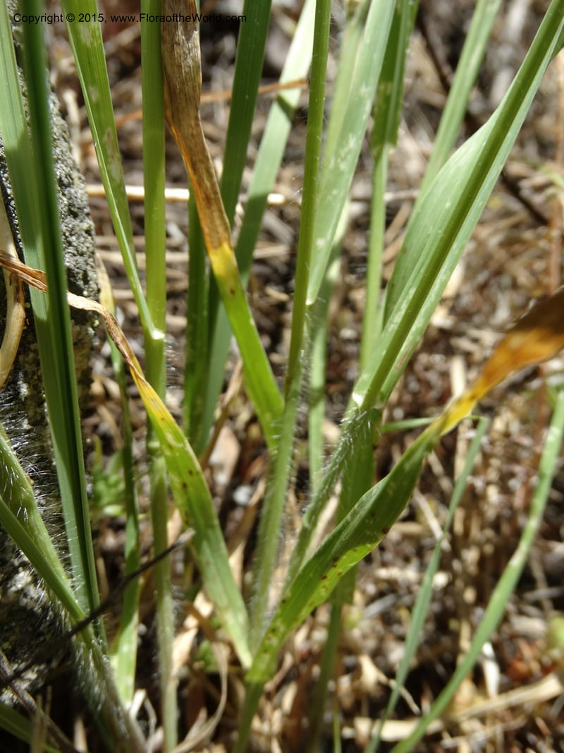 Bromus anomalus, Davidson, C 12563--Idaho. Valley Co. Payette Lake. Sylvan Beach. 12 Jul 2014. DSC09429 (143).JPG