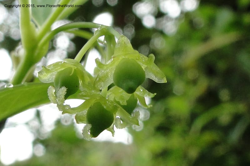 Heterosmilax, Regalado 1772--Viet Nam. Ban Khoang Commune. 4 May 2011. 080 (6).jpg