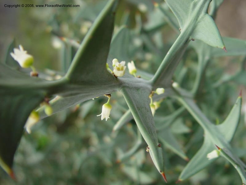 Colletia paradoxa. 49. 2020--CA. UC Berkeley Bot. Gard. 11 Feb 03. 131.jpg