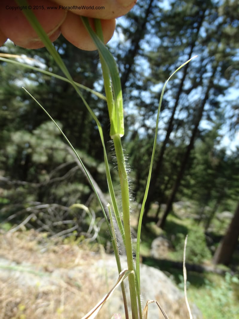 Bromus anomalus, Davidson, C 12563--Idaho. Valley Co. Payette Lake. Sylvan Beach. 12 Jul 2014. DSC09429 (154).JPG