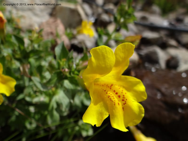Mimulus, WDS 34226--Chile. Cta 115. 11.5 km W of La Laguna. 22 Feb 2013. DSC02736 (4).JPG