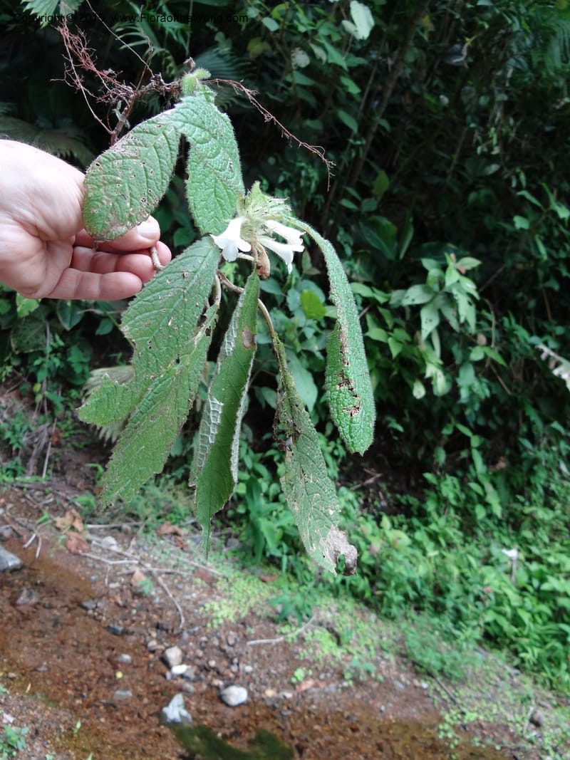 Paradrymonia, Hammel 26108--Costa Rica. Road into Ranchos Tinamu. 3 Mar 2012. DSC03548 (22).JPG