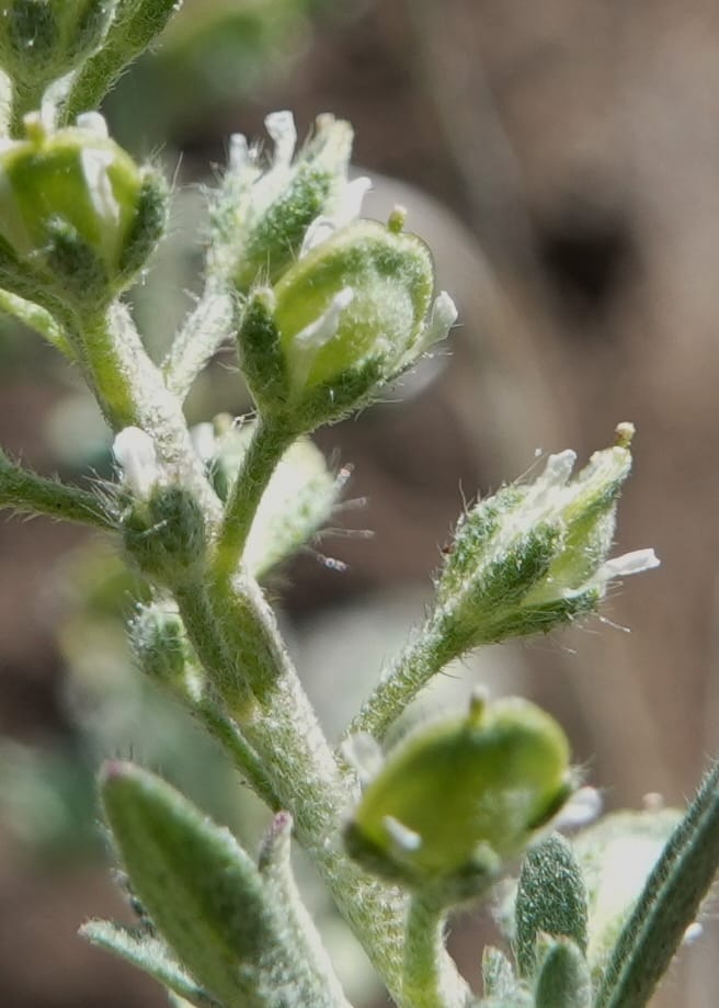 Alyssum alyssoides, C. Davidson 13796--Oregon. Union Co. Hwy 82, near summit. 6 Jun 2018. DSC05441 (83).JPG