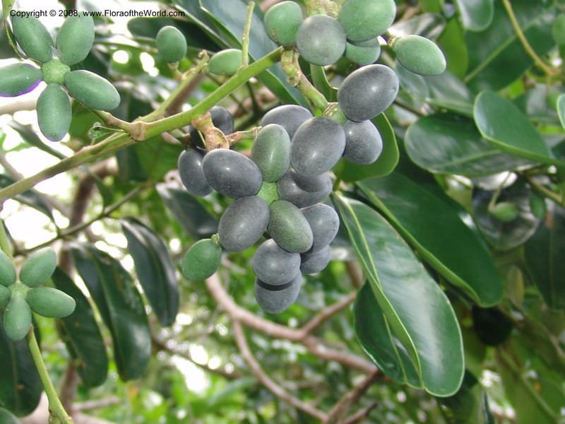 Simarouba amara, AAraujoM1588--Bolivia. Pq. Nac. Madidi. Laguna Chalalan. 26 Nov 04. 511.jpg