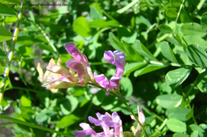 Vicia americana, C. Davidson 11391--Idaho. Idaho Co. Salmon River. Shepp Ranch. 28 May 2009. 161.jpg