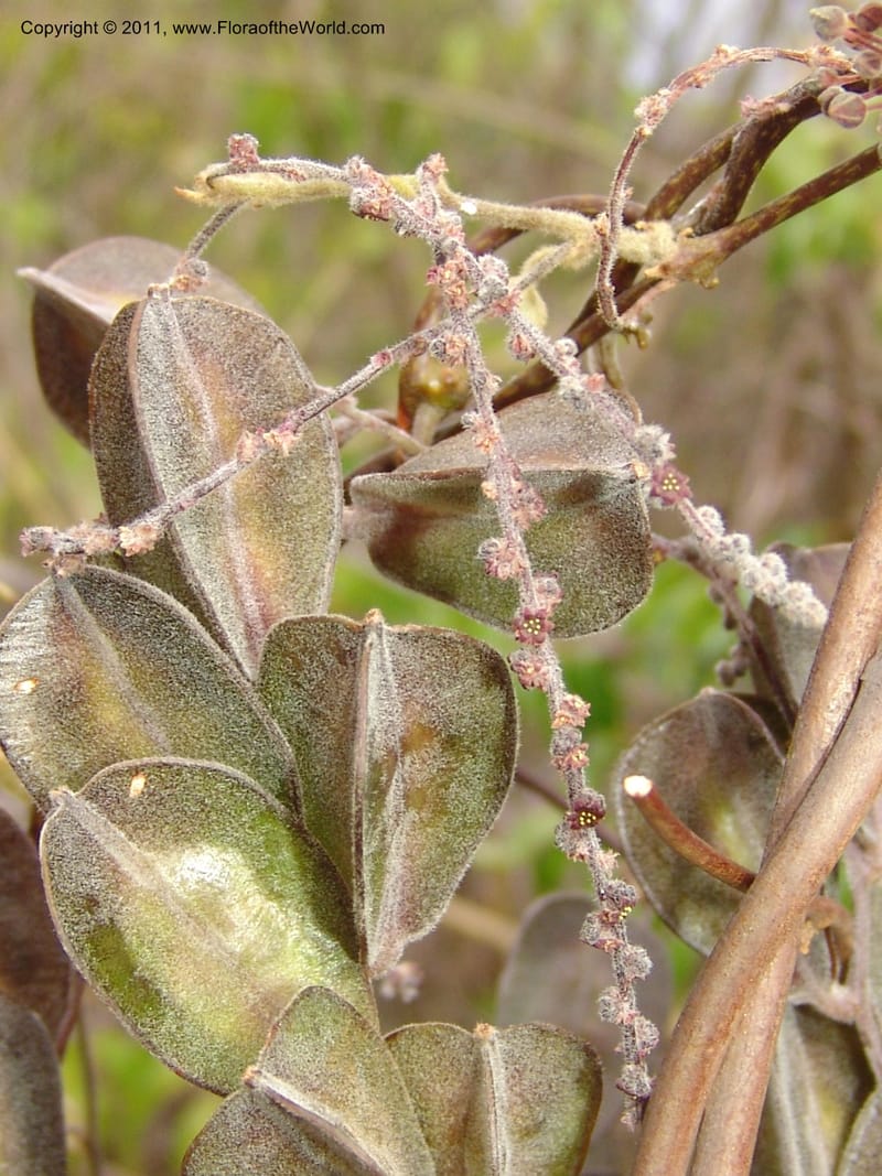 Dioscorea, ZRogers1149--Madag. Prov. Antsir. Sahafary, Analankary. 8 Nov 06. 538.jpg
