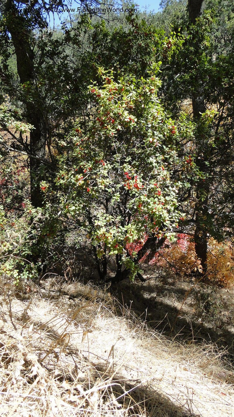 Rhamnus illicifolia, C. Davidson 11793--CA. Contra Costa Co. Mt. Diablo. Donner Canyon. 1 Sept 2010. 092 (68).jpg
