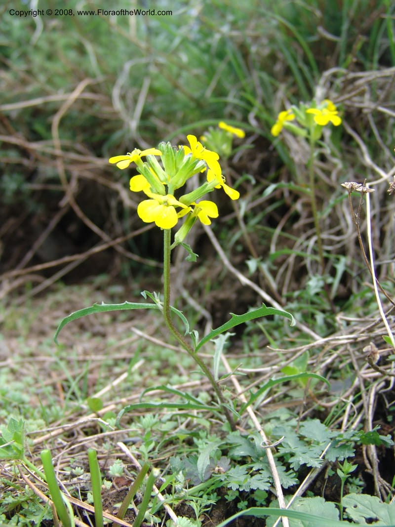 Erysimum ibericum--Georgia. Kazbeki . Trail-road to Sameba Church. 2 Jun 05. 107.jpg