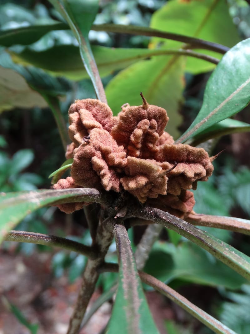 Pittosporum, Bruy, D 117--New Caledonia. Haute Robinson. 11 Nov. 2015. DSC00909 (169).JPG