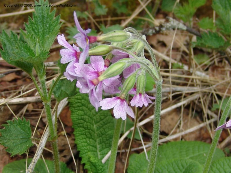 Primula amoena--Georgia. Kazbeki . Trail-road to Sameba Church. 2 Jun 05. 236.jpg