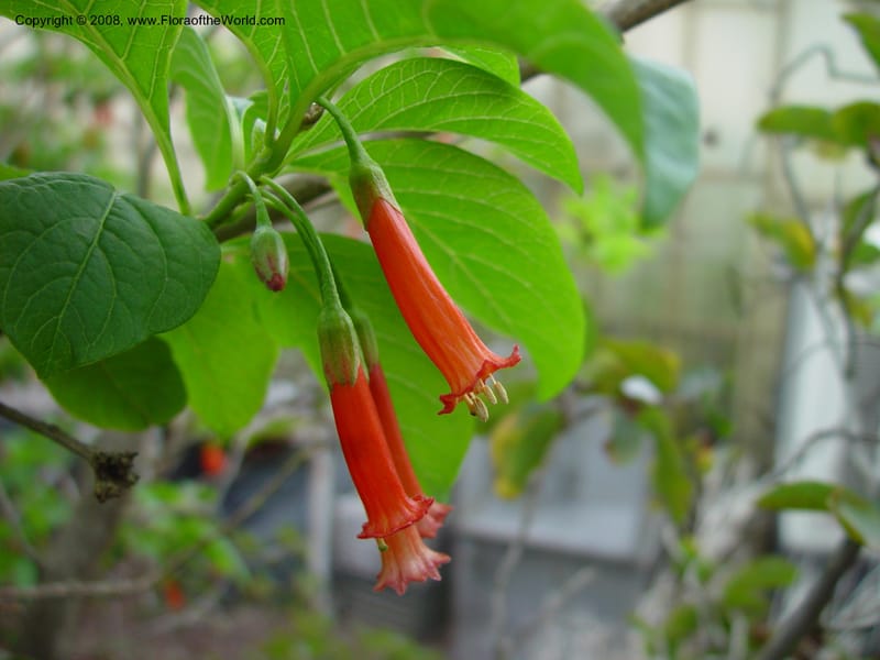 Iochroma fuchsoides. 95.1169--CA. UC Berkeley Bot. Gard. 11 Feb 03. 040.jpg