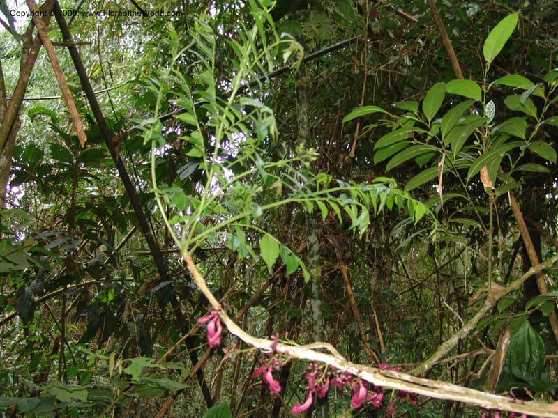 Jacaranda glabra, RVasquez33021--Peru. Pillcopata. Qbda Pini Pini. 29 Oct 07. 858.jpg