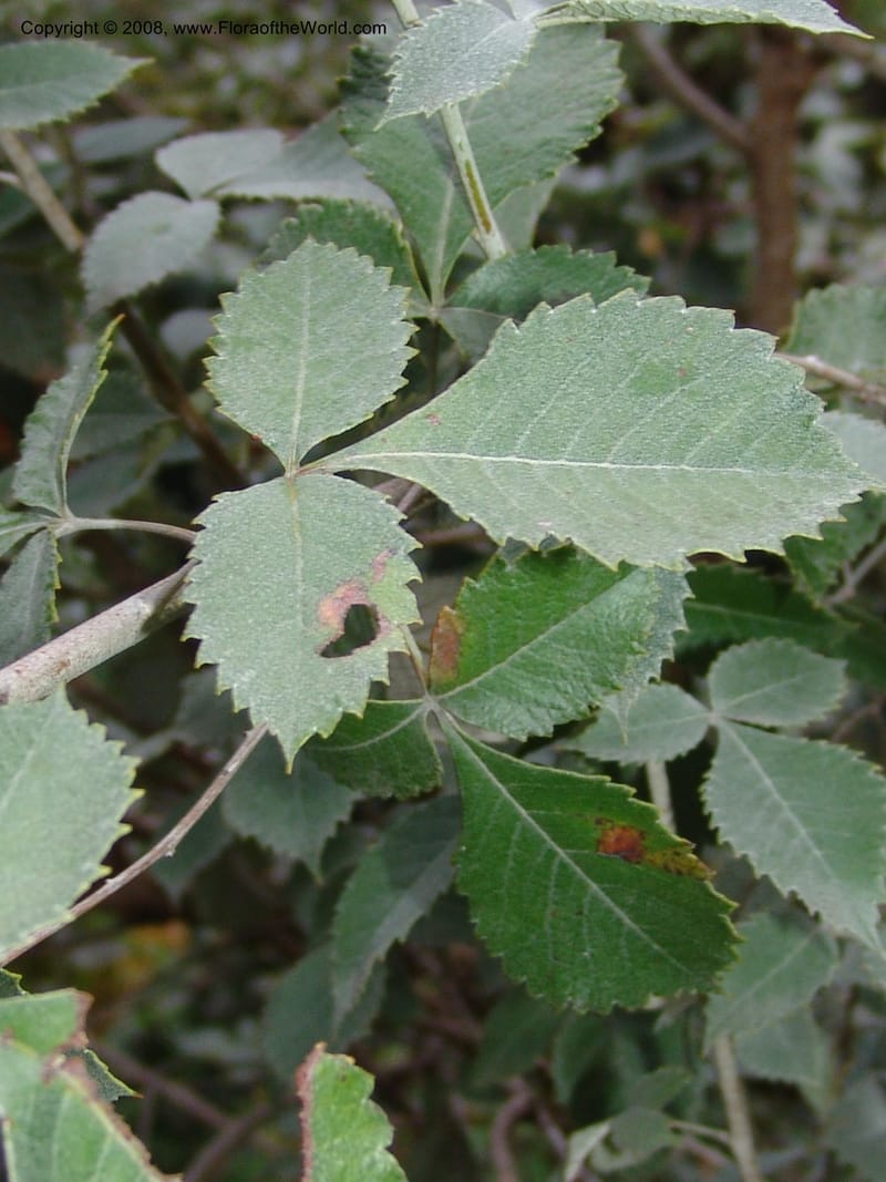 Rhus bartophylla--So.Africa. Lowveld Nat. Bot. Gard. 14 Mch 05. 332.jpg