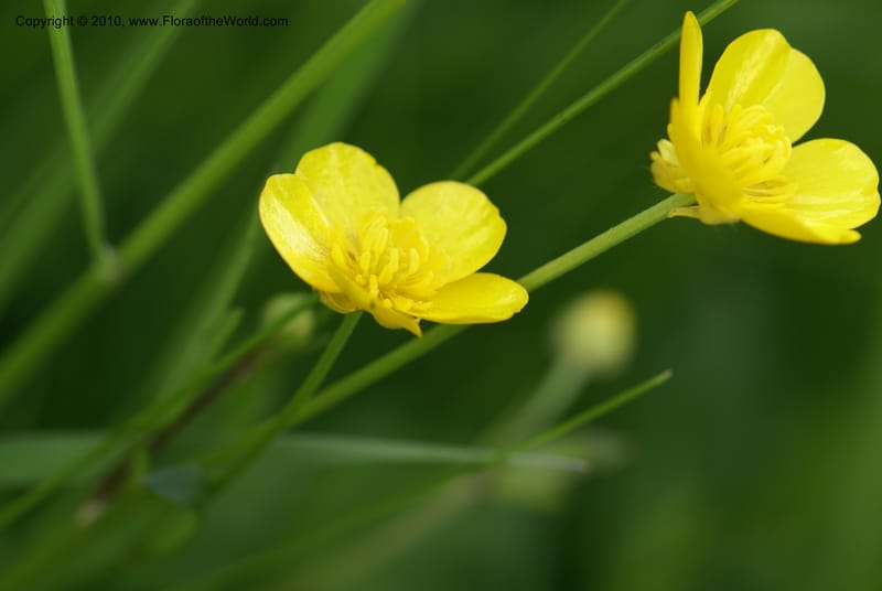 Ranunculus, C. Davidson 11201--Slovenia, Notranjska Region, Meadow near Planina and Unica River, 16 May 2008..JPG