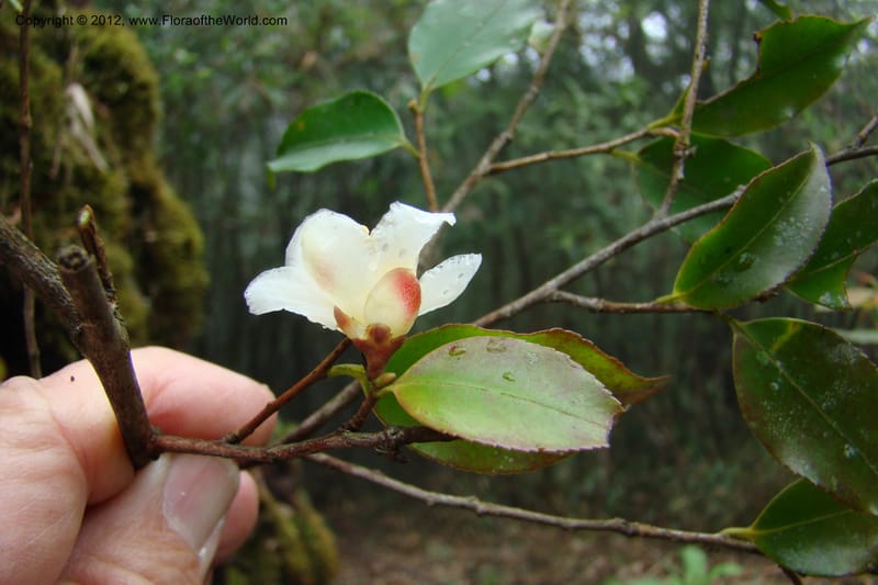 Camellia, Regalado 1650--Viet Nam. Lao Cai Prov. Sa Pa Distr. Hoang Lien Son. 6 Apr 09. 315.jpg