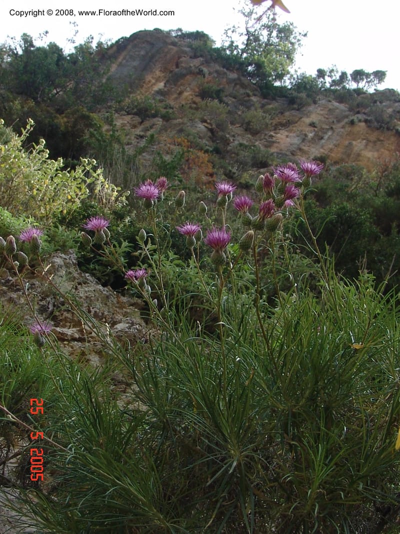 Ptilostemon chamaepeuce--Crete. Ep. Kisamos. Sirikari Gorge. 25 May 05.  401.jpg