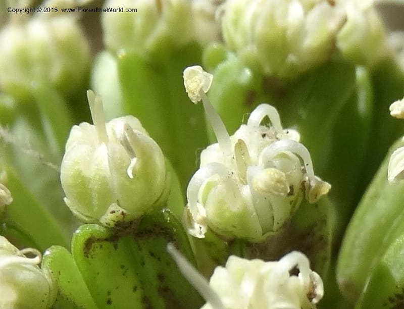 Asteriscium chilensis, Davidson, C 12819--Chile. Ruta J-55 east of Talca. 27 Nov 2014. DSC08479 (65).JPG
