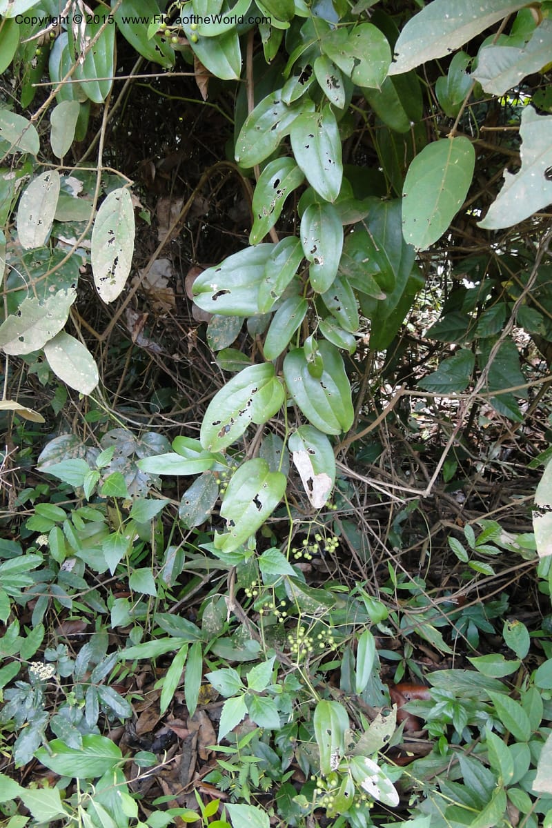 Smilax, Regalado 1926--Viet Nam. Da Ha to Tan Not R. Sta. 14 May 2011. 221 (2).jpg