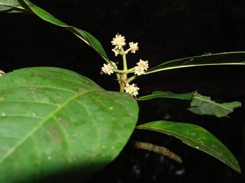 Ixora peruviana, AAraujoM1146--Bolivia. Pq. Nac. Madidi. Chalalan. Send. Paraba. 27 Nov 04. 041.jpg