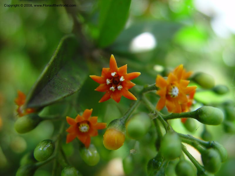 Jacquinia aurantiaca--FL. Fairchild Tropical Gard. 8 Apr 03. 133.jpg