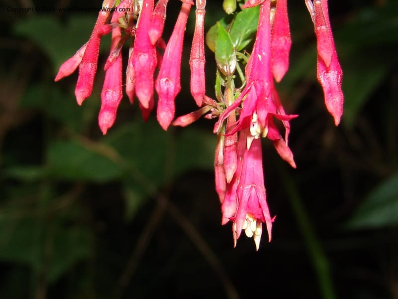 Fuchsia scabriuscula, Croat 96480--Ecuador. Prov. Pichincha. Tandayapa-Nono Rd. 27 Mar 06. 180 (3).jpg