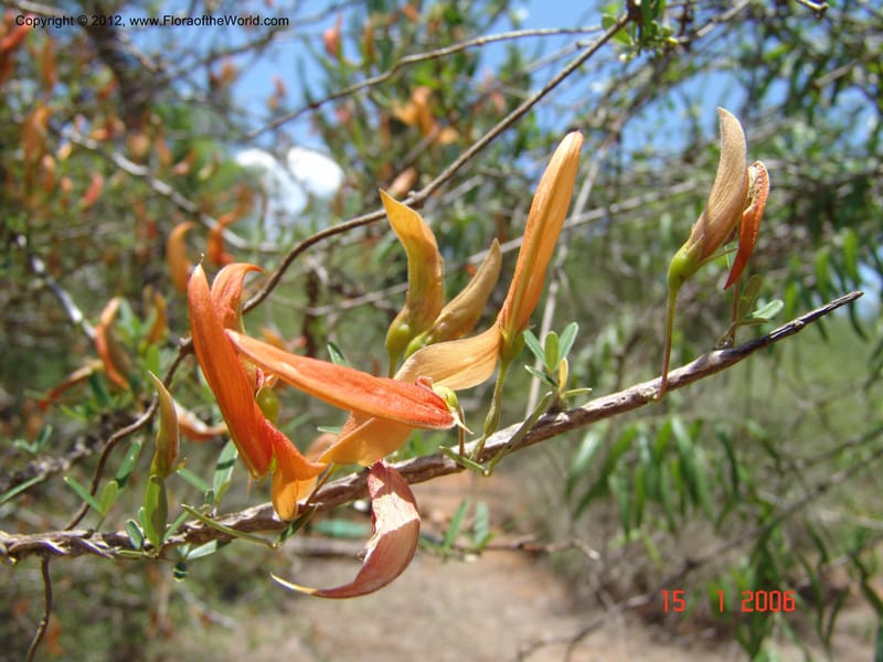 Chadsia grevei, Not collected-Madagascar, 15 Jan 2006   005 (2).jpg
