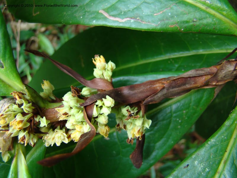 Erythroxylum macrophyllum, B. Hammel 24675--Costa Rica. Prov. Limon. Selva Bananito Lodge. 12 Apr 08. 009 (2).jpg