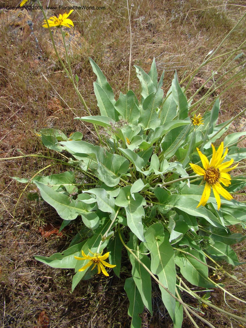 OR. Malheur Co. Leslie Gulch. 1 Jun 08. 193.jpg