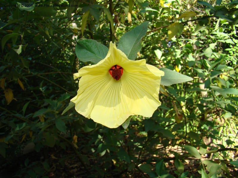 Hibiscus splendens--Australia. Royal Botanic Garden, Melbourne. 19-20 Mch 08. 112.jpg