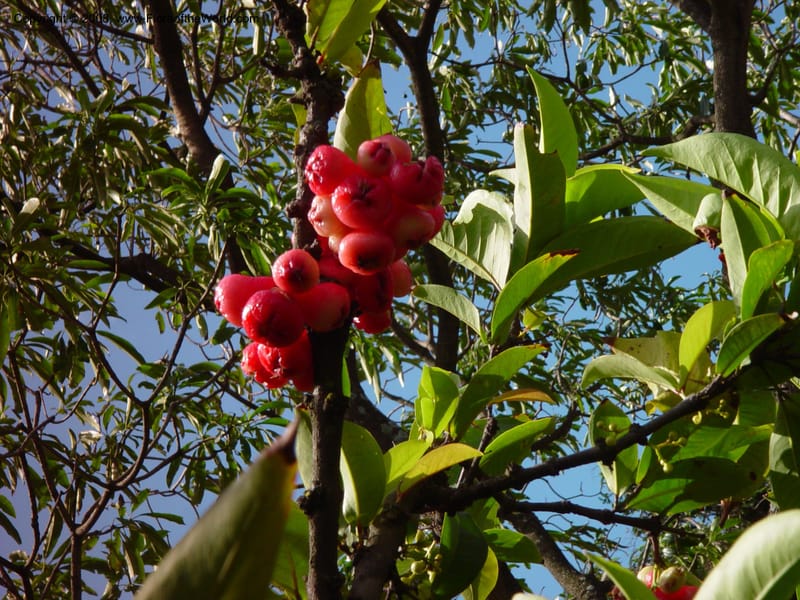 Syzygium samarangense--So. Africa. Durban Botanic Garden. 24 Nov 02. 023.jpg