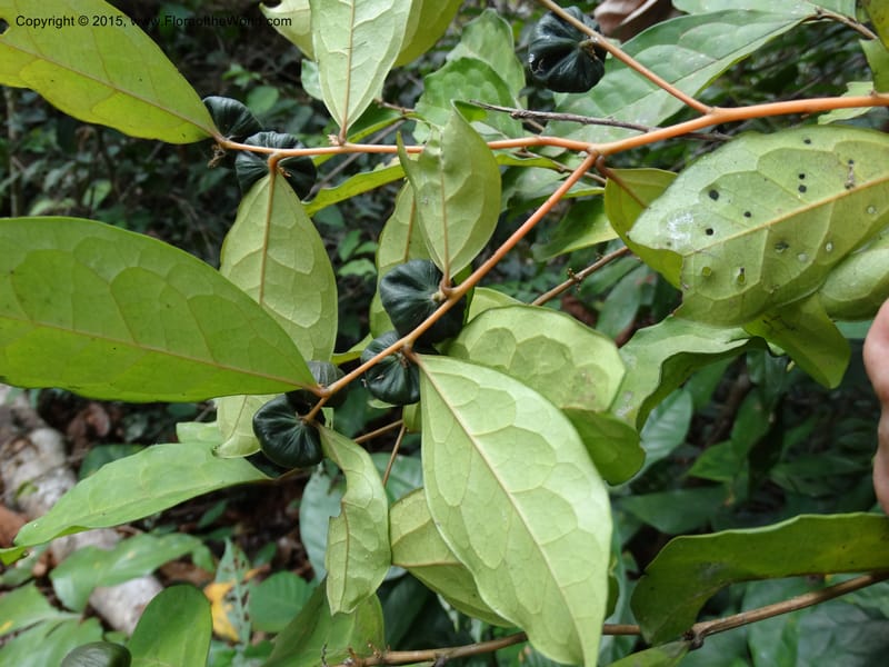 Olax, Davidson, C 12344--Cameroon. Mokoko For. Res. 20 Mar 2014. DSC02622 (309).JPG