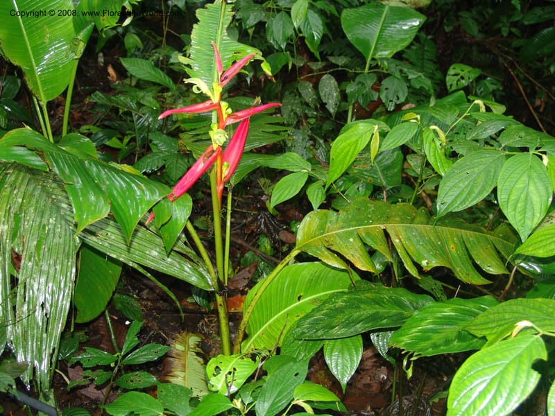 Heliconia aemygdiana v. transandina, Croat94411--Ecuador. Prov. Pichincha. Res. Guaycuyacu. 11 Feb 05. 012.jpg
