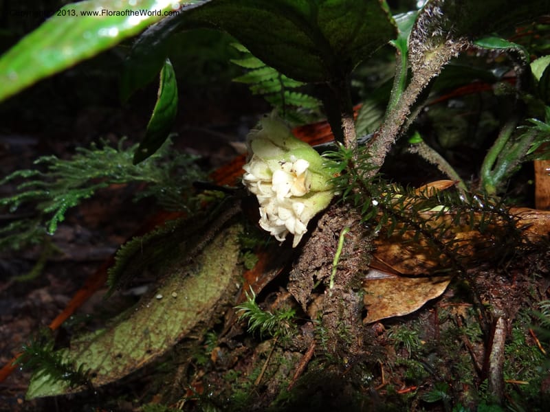 Pentaphragma, SAN.153210--Malaysia, Sabah. Mt. Kinabalu. 5 Apr 2012. DSC06767 (209).JPG