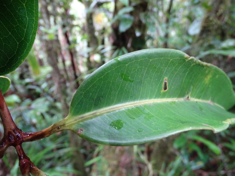 Syzygium, Plunkett, G 3181--Fiji. Waisali Rainf. Reserve. 4 Nov 2015. DSC08848 (32).JPG