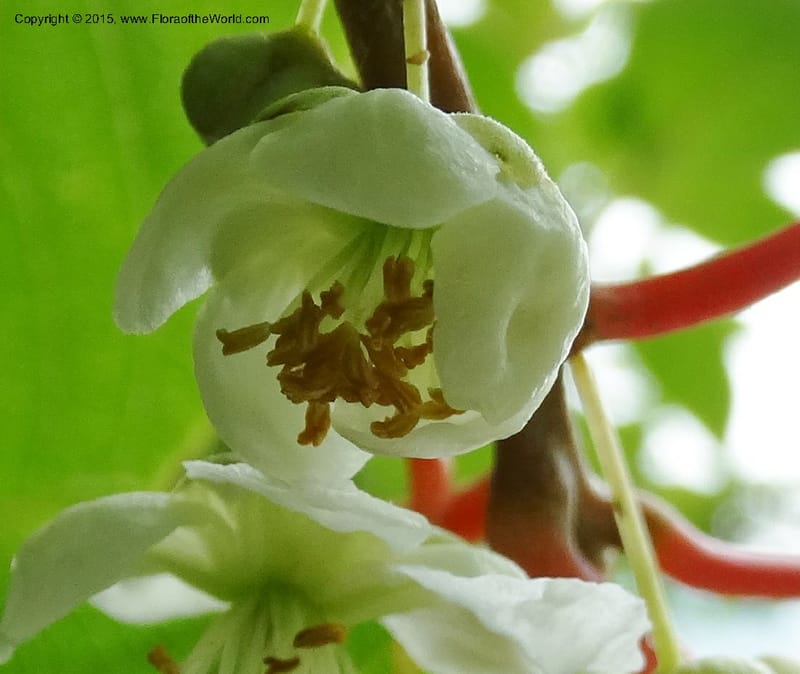Actinidia, Boufford, D 43714--China. Sichuan. GanYangGou Rd. Km marker 7. 13 May 2014. DSC05676 (82).JPG