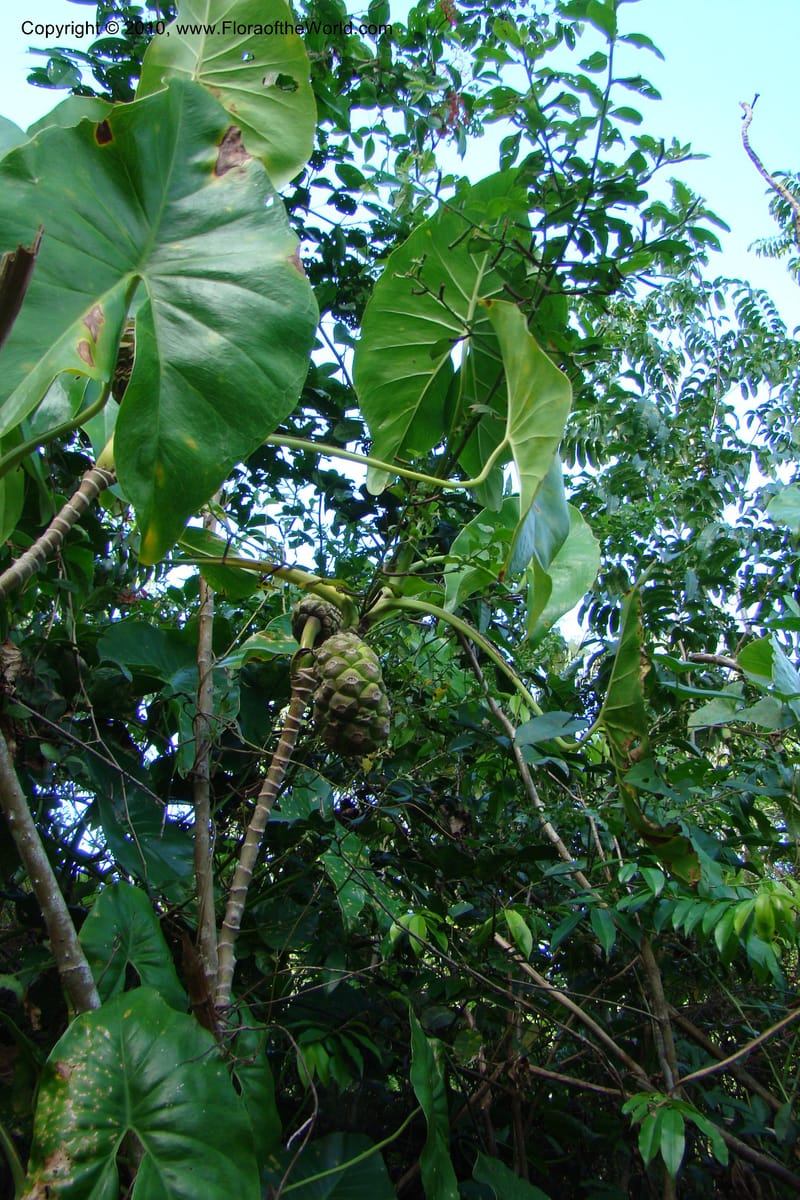 Montrichardia arborescens, Mori 27393--French Guiana. Emerald Jungle Village, near Cayenne. 6 Nov 09. 043.jpg
