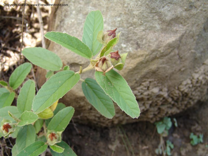 Melhania--So.Africa. E. Cape. Waringham Farm, Quanti Area, Stut. 8 Mch 05. 454.jpg
