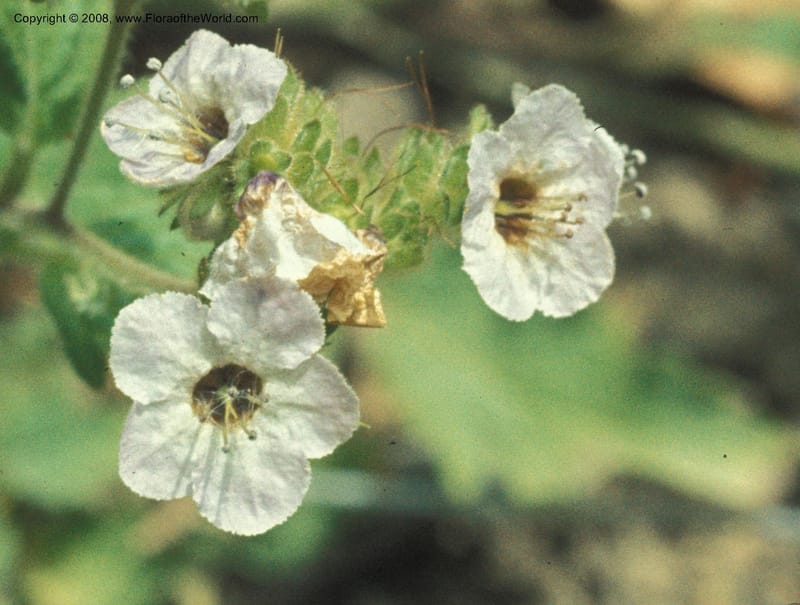 Phacelia bolanderi, CDavidson5891--CA. Mendocino Co.  Mtn View Rd twd Boonville. Birch Cr. 18 Jun 77. 001B.jpg